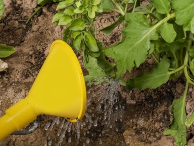 ��� ��������� �������� ������: ������� ���������������� ������