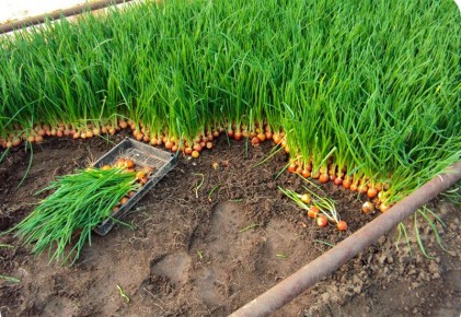 ����������� ������� ������� ������ ����: ������ �� ������� ��������