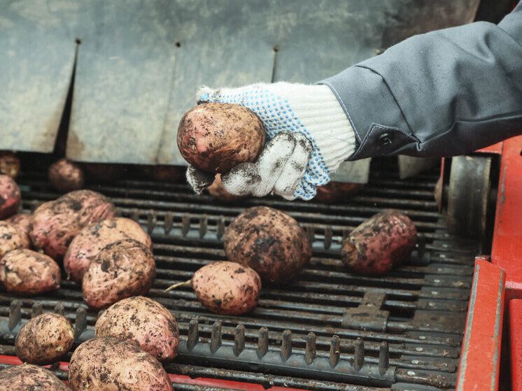 ���� �� ��������: ��� ����� ������ 2026 ����