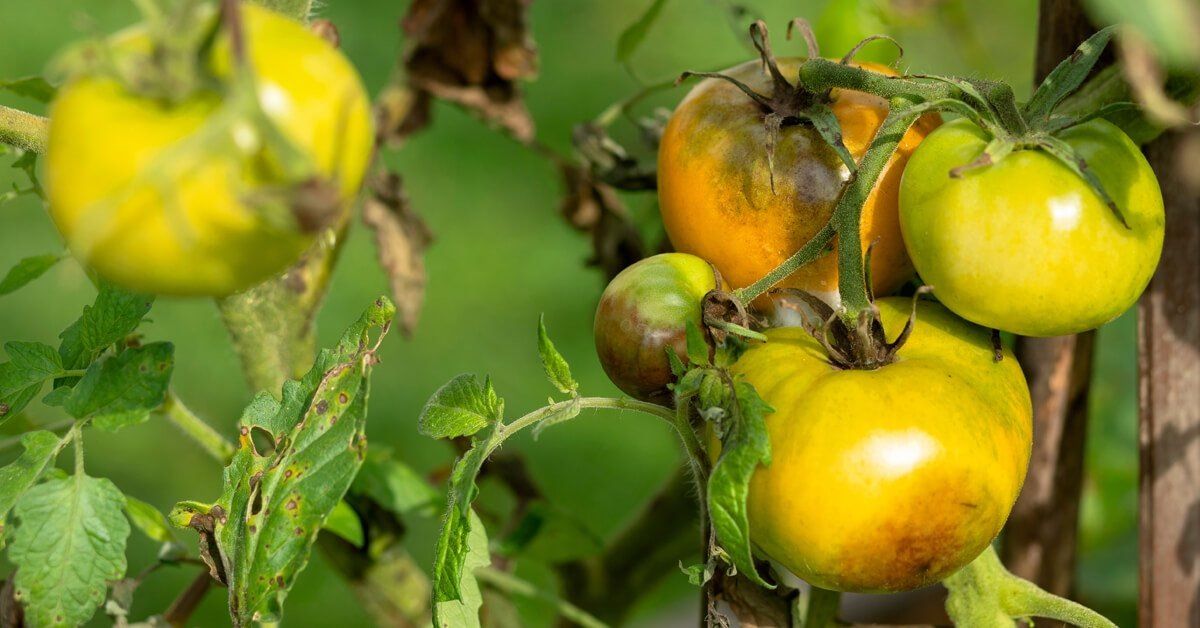 ��� ��������� ������ �� ��������� � �������