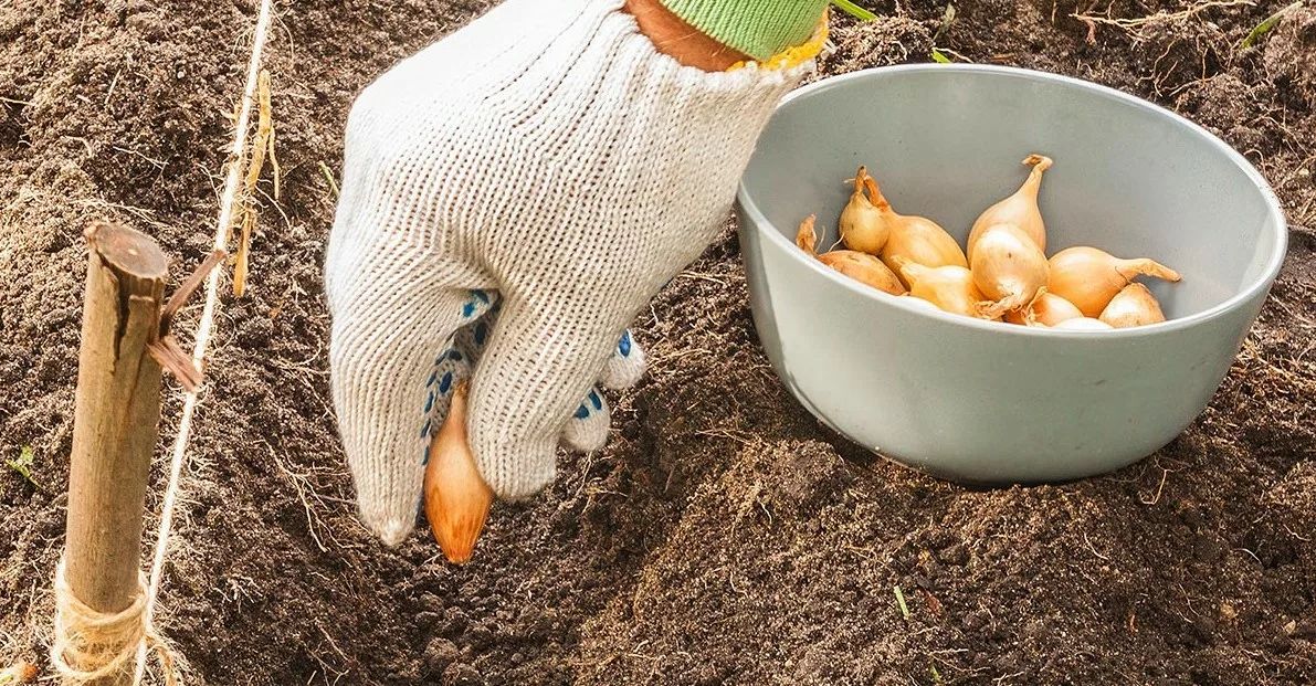 ������� ������� ����-�����: ����� �� ��������� ���� ������� ������?