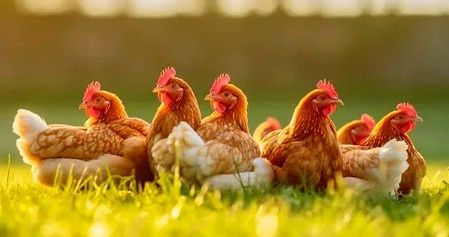 ������ ����� ���������� � ���������� ��� �� ����