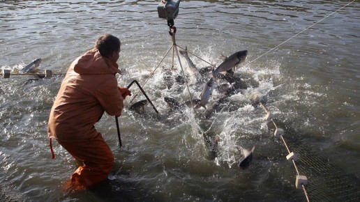 ������ ����� � �����-������������ �������� �������� ��������: ������� � 26,5%