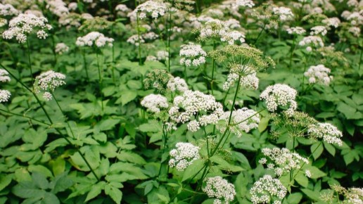 ��� ����������� ���� �������� ������ � ��������� �� ���� �������