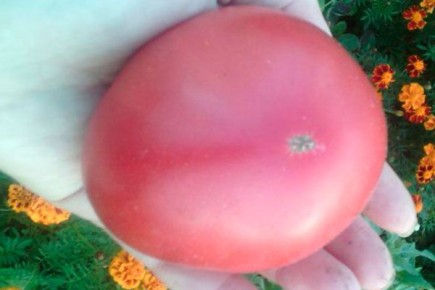 Томаты Брендивайн: вкус, который завоевал сердца огородников