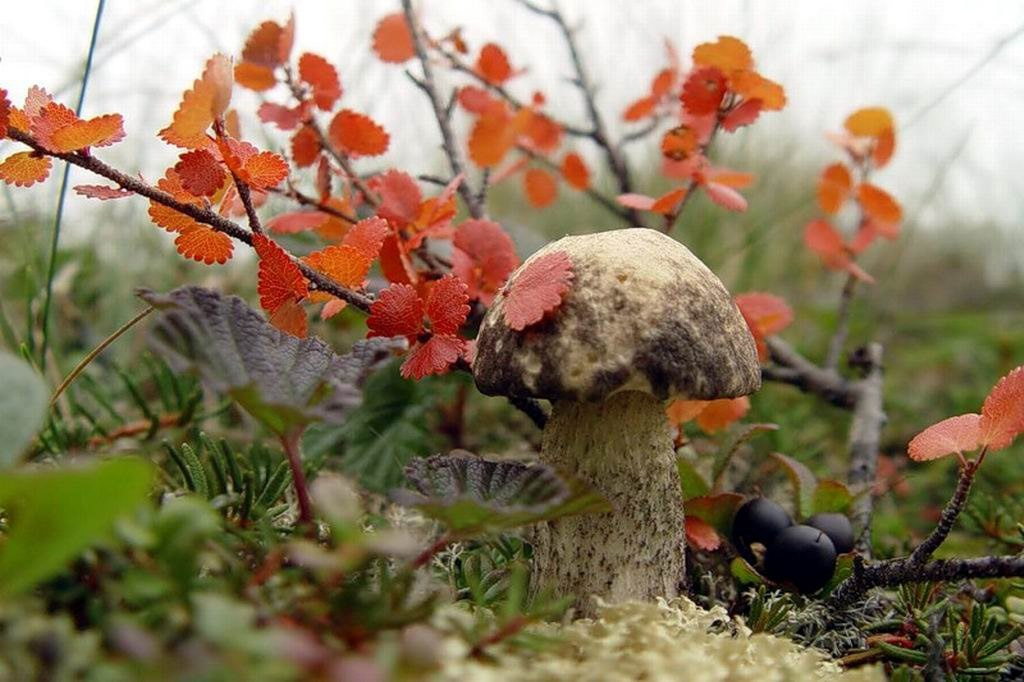 Разнообразие листьев деревьев: как климат формирует уникальные формы и размеры