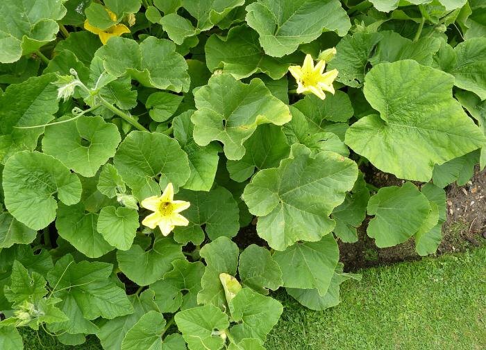 Заболевания огурцов: как защитить урожай и продлить плодоношение