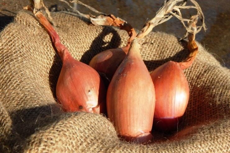 ��� ������� �������� ���-����� ��� ����: ������ � ������������