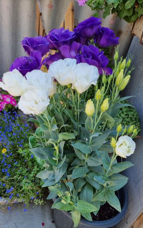 ������: ���� ������ ����� ��� �������� ��������