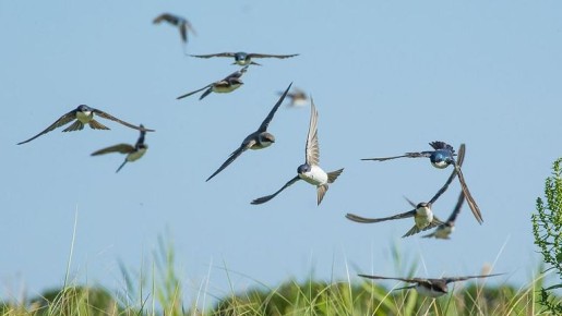 Тайны примет: от березы до головешек – что стоит знать каждому