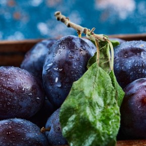 Как спасти сливу: советы по борьбе с гниением веток