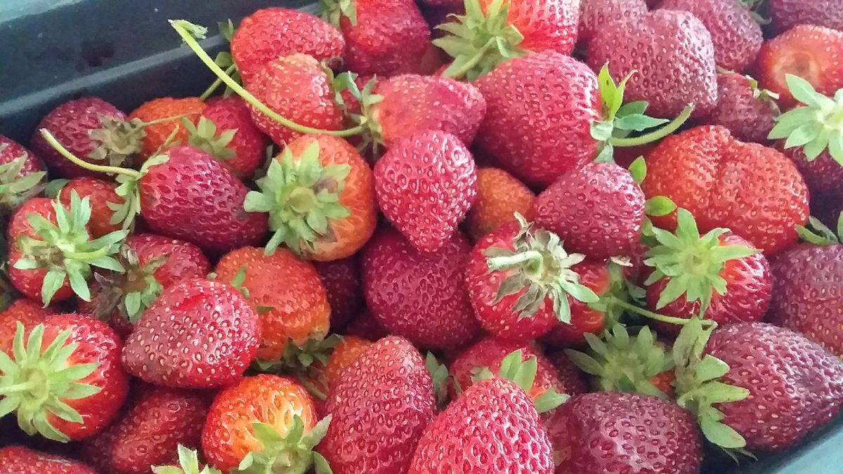 Почему варенье из ягод теряет популярность: взгляд на современность