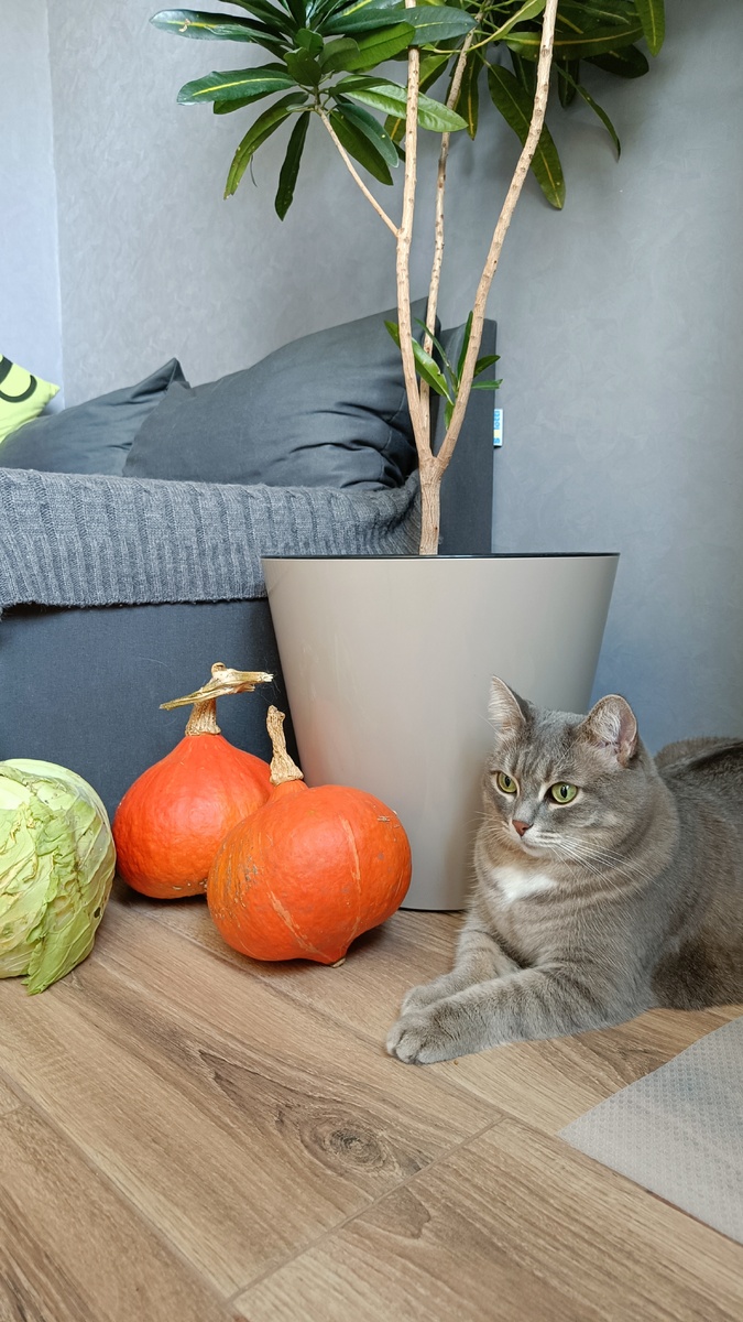 Сливочный тыквенно-шоколадный мусс: идеальный десерт для правильного питания