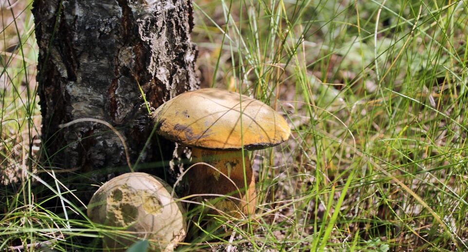 Осень подарила грибникам уникальный урожай: стоит ли опасаться ядовитых грибов?