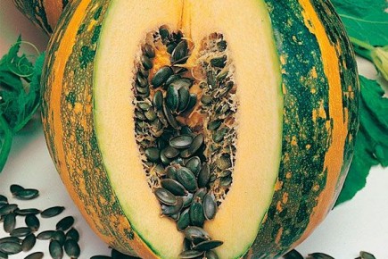 Необычная тыква Штирийская: Чудо природы с уникальными свойствами