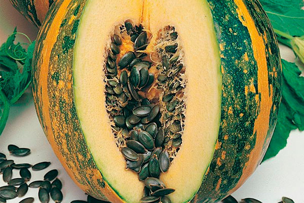 Необычная тыква Штирийская: Чудо природы с уникальными свойствами