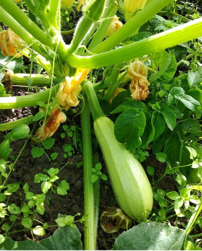 ������� ��������� �� ����: ��� ������� ������� � ���������