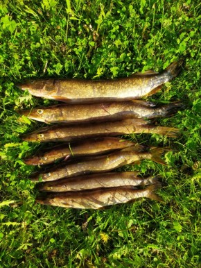 Как поймать и приготовить щуку: секреты и рецепты