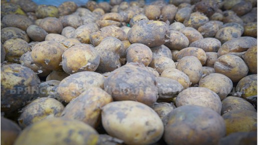 ������ ������ �������: ����� 100 ������� ��������� �� ��������