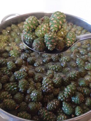 Десерт из сосновых шишек: уникальный вкус и полезные свойства