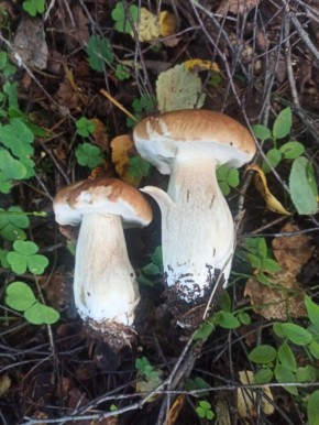 ������� ������: ����� ����� ������ ��������� ����