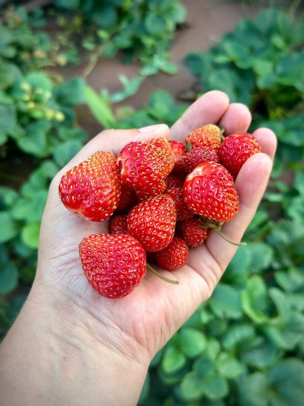 ������������ �������� ��� ��������