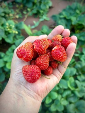 ������������ �������� ��� ��������