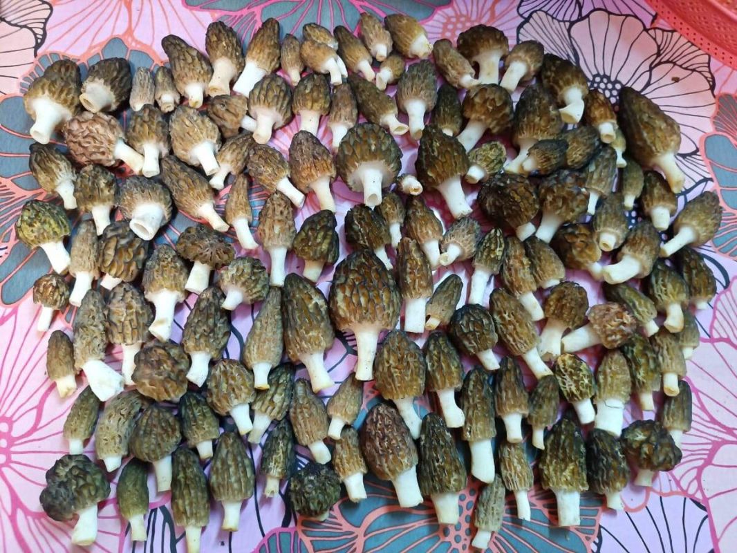 ������� ������������: ������� ����� ���� �����������