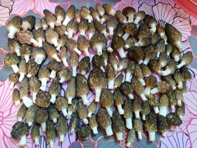 Грибные фотоконкурсы: начался новый этап голосования