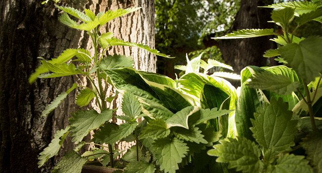 ������� ���������: ��� ������� ������� �������� ����