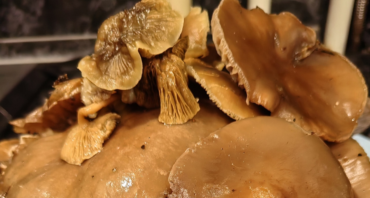 Ярославцы продолжают находить зимнюю рядовку