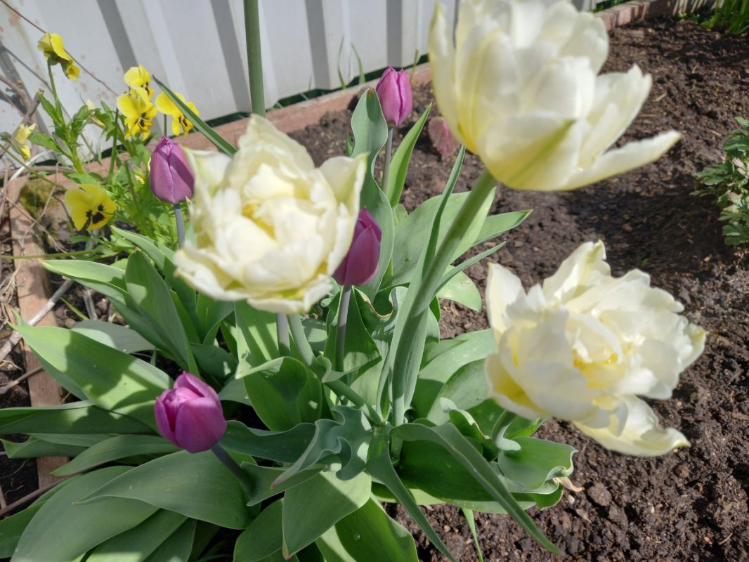 Почему картошку сажаем в деревне, а не на своем участке