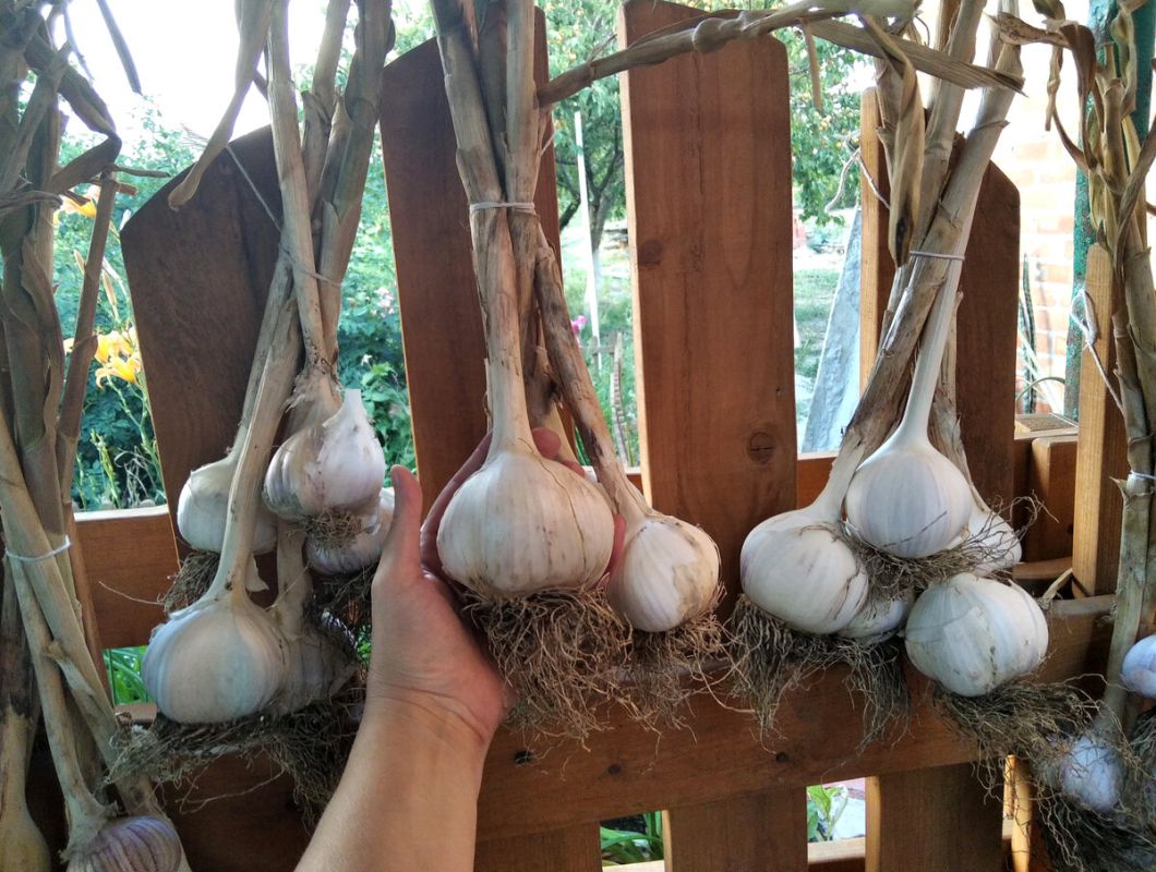 Донские традиции: как сохраняют уникальные сорта овощей