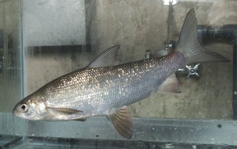 Рипус: изысканное наследие лососевых водоемов