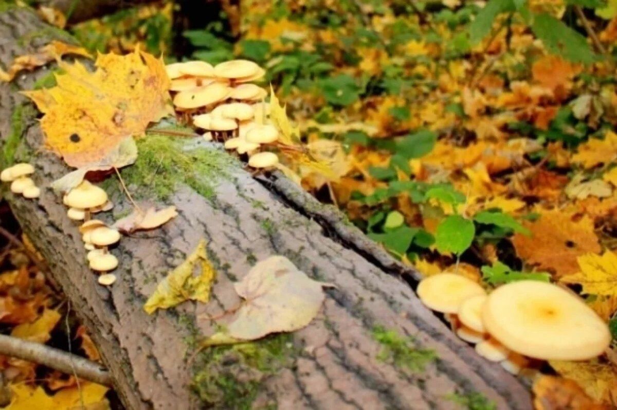 Туляки потерялись в лесу во время грибной охоты: полицейский пришёл на помощь