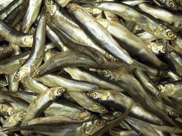 Килька вместо шпрот: что скрывают ценники супермаркетов