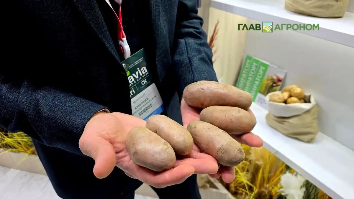 Мираторг представил новейшие семена картофеля на выставке в Москве