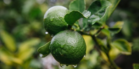 Экстракт бергамота: новое слово в защите сердца при ожирении