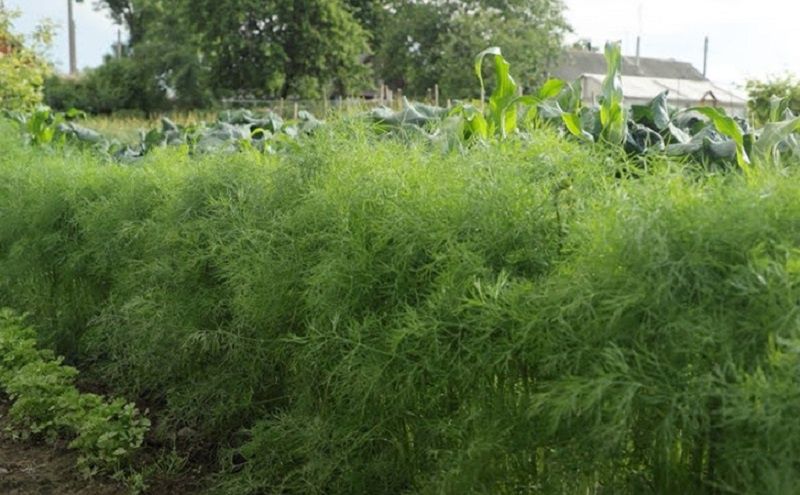 ��� ��������� ������ �����: ������� ������� � ������