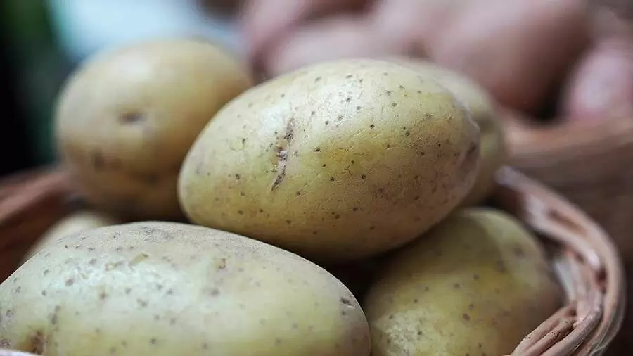 В Берлине стартует бесплатная раздача картофеля из-за рекордного урожая