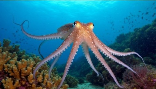 Калейдоскоп морских ощущений: запеченные кальмары в томатном соусе