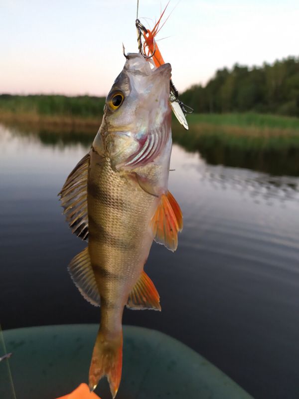 ���� ���������: �������� ��� �� ����