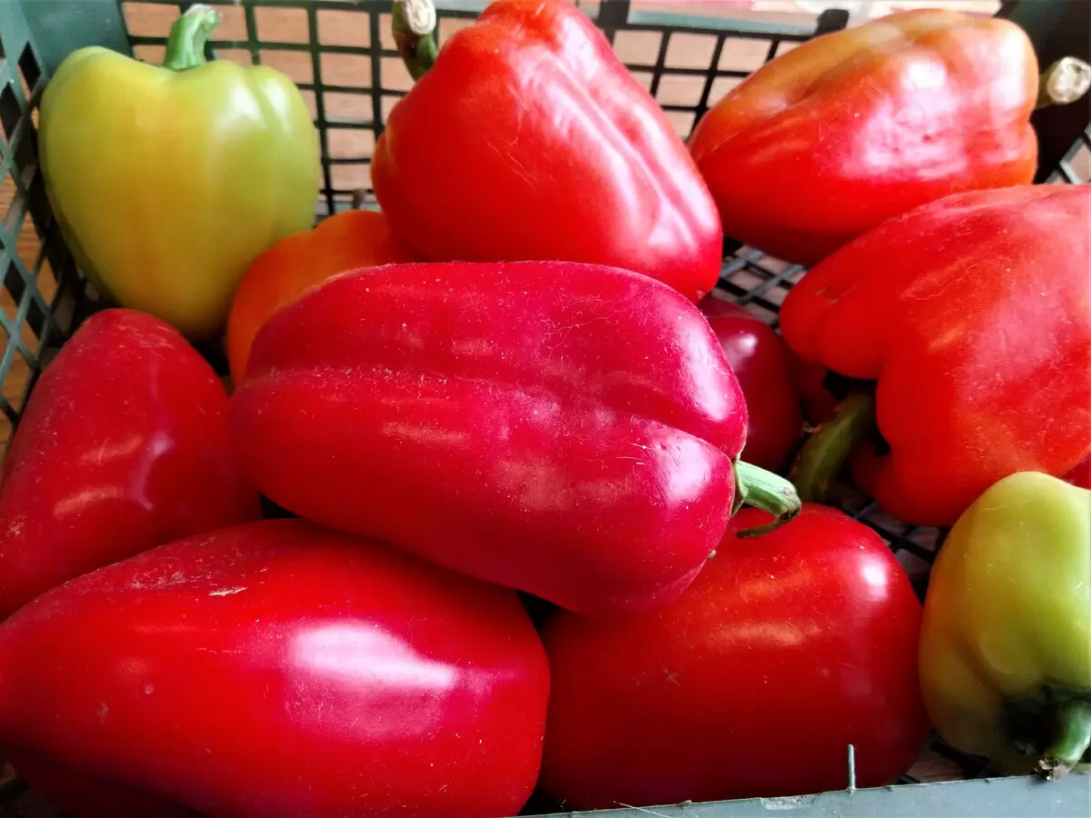 Необычное и вкусное: фаршированный сладкий перец с баклажанами, которое стоит попробовать