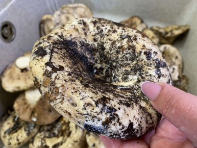 Как быстро очистить корзину грибов за 15 минут без ножа