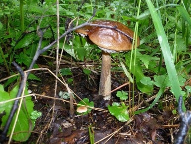 ��� ������� ������ �����: ������ �� ���������