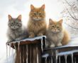 Весенние угощения и праздник кошек: меню на выходные