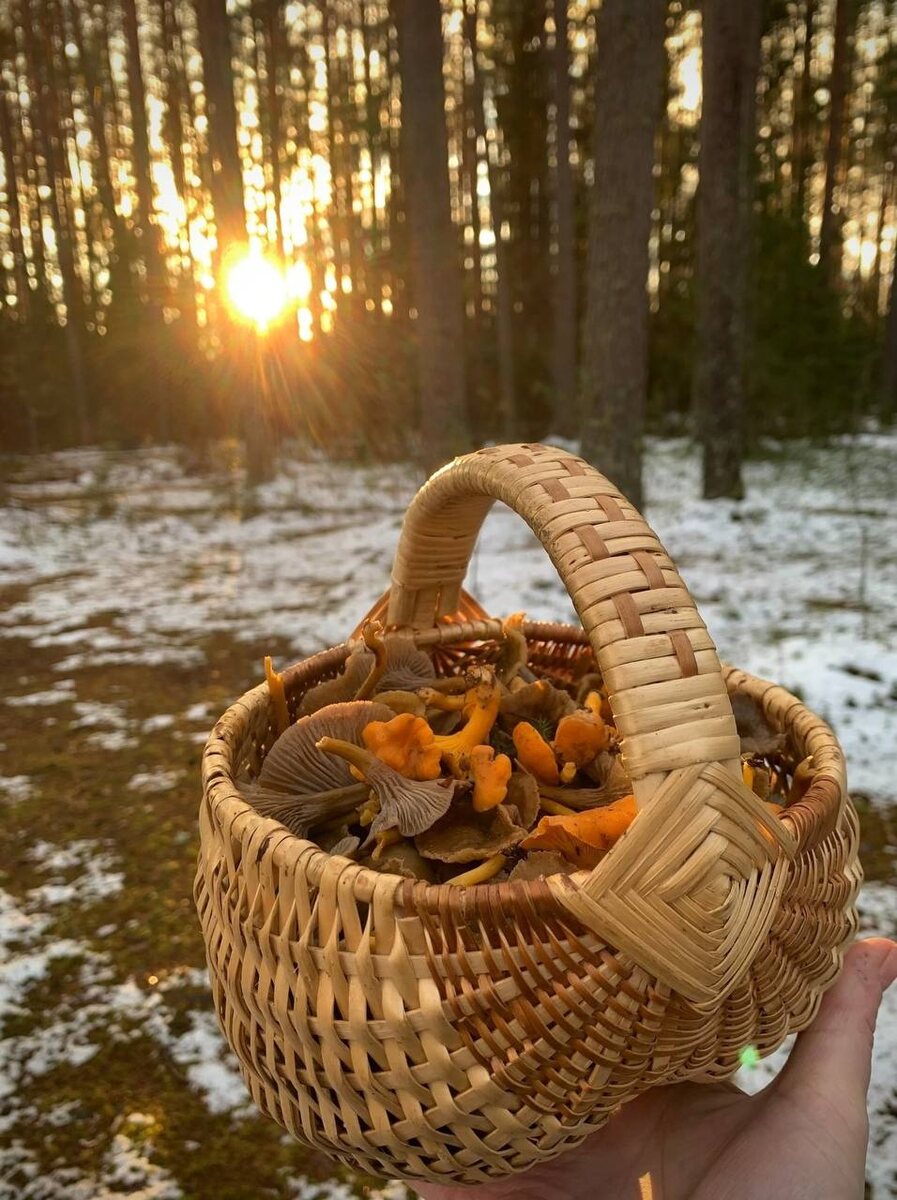 Грибы не сдаются!