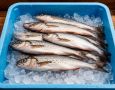 Экспорт мороженой рыбы из России: уверенный рост на международной арене